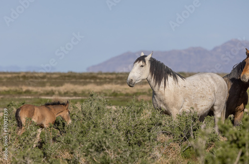 Wild Horses in Spring in the Utah Desert © natureguy