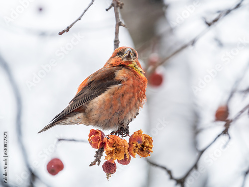Red Crossbill male sitting on the tree branch and eats wild apple berries. Crossbill bird eats berries.