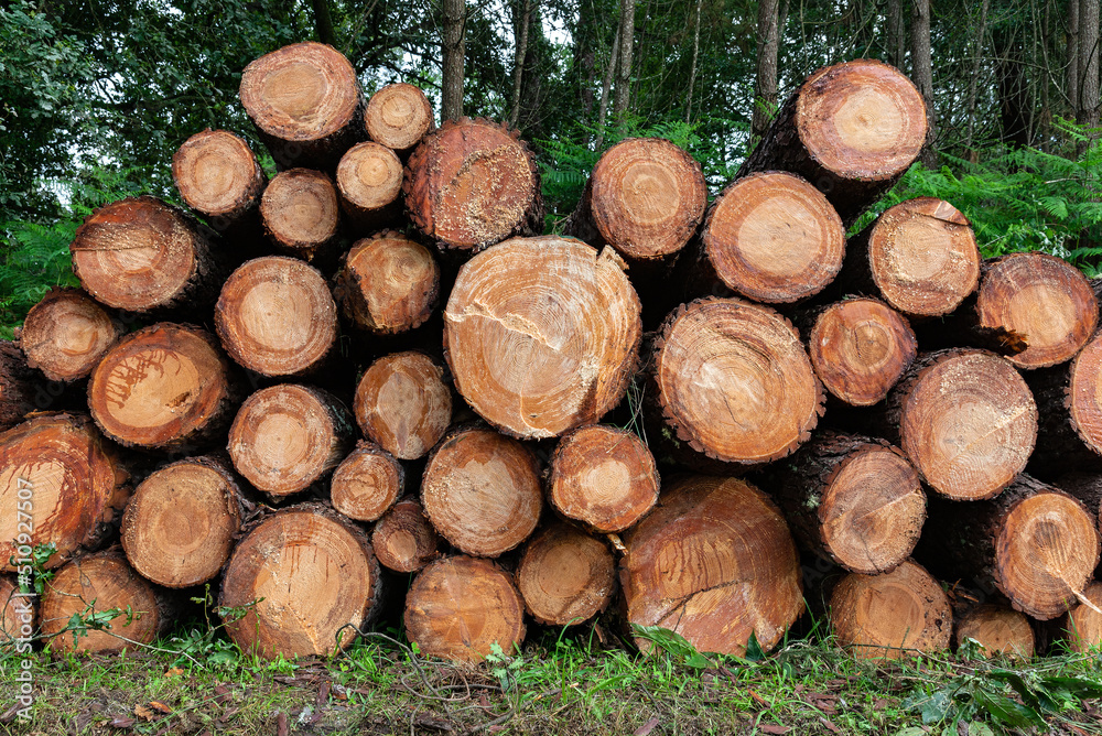 Pila de troncos de pinos cortados en el bosque.