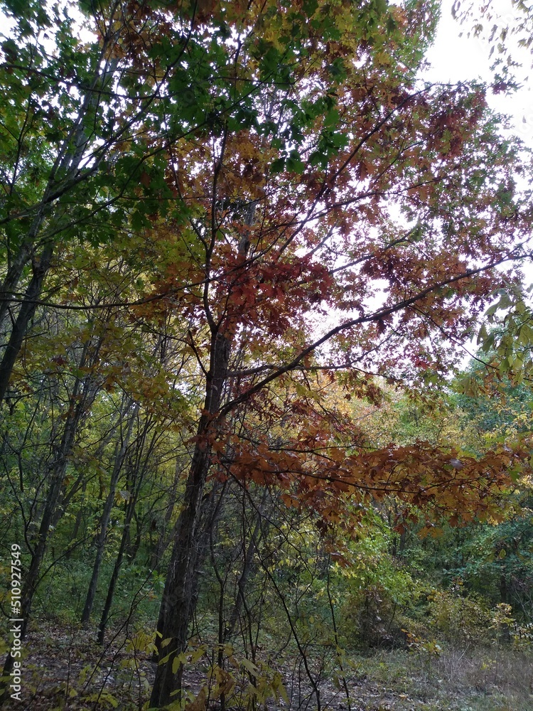 Fall trail Fall trail