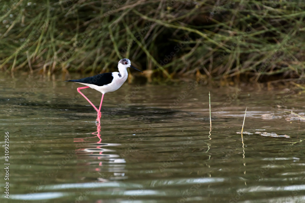 Obraz premium Stilt Bird, Middle East, Arabian Peninsula