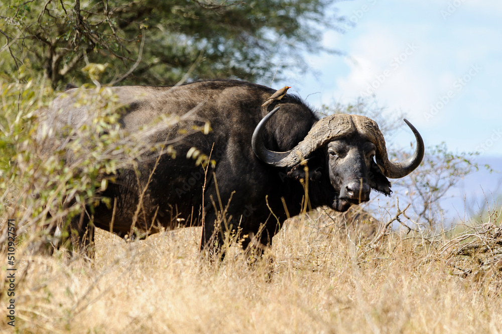 African buffalo, or Cape buffalo, in the South African bush of the Savannah. The buffalo is looking directly at the camera, wildlife observation during a safari in Africa