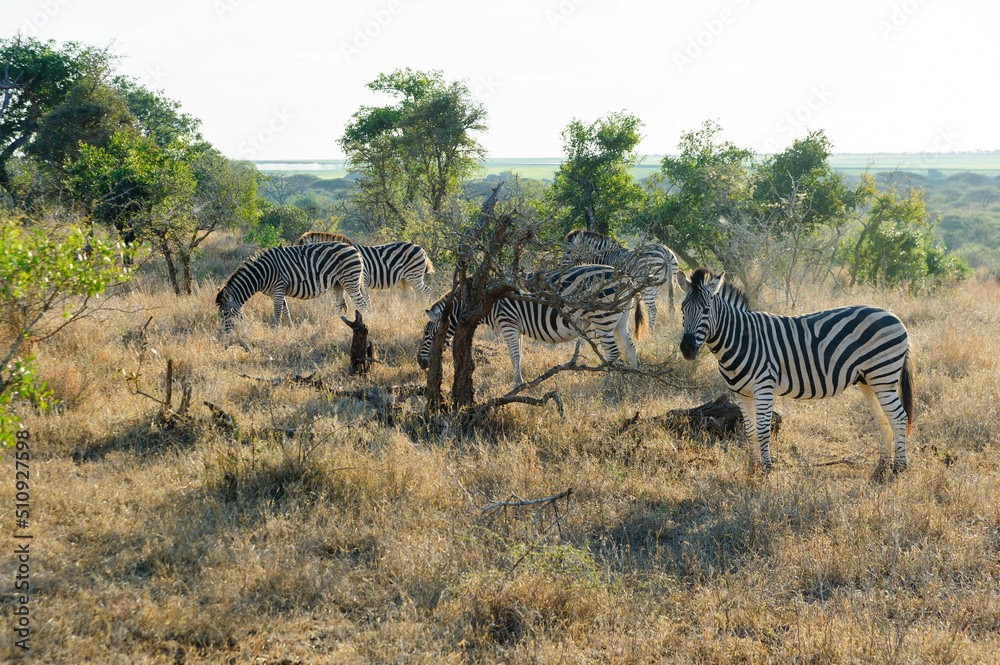 Obraz premium A herd of African zebras roams freely in their natural South African habitat. This image captures the beauty of African wildlife during a thrilling safari in South Africa.