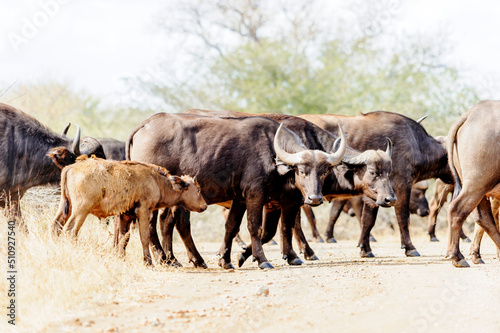 Fototapeta Naklejka Na Ścianę i Meble -  Young African buffalo, also known as Cape buffalo, alongside a group of adult buffaloes in the South African bush. wildlife observation in Africa