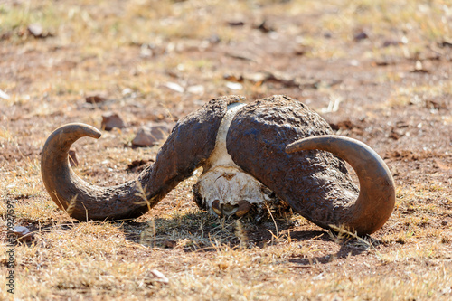 Buffalo half skull decomposed in the African bush, South Africa