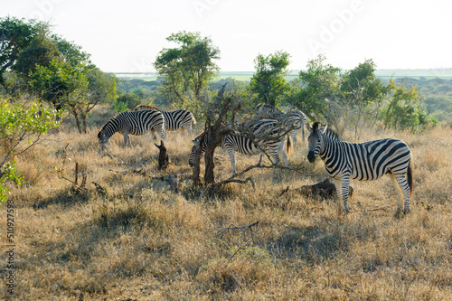 A herd of African zebras roams freely in their natural South African habitat. This image captures the beauty of African wildlife during a thrilling safari in South Africa.