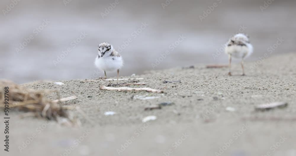 Little ringed plover chicks (Charadrius dubius) Little ringed plover chicks (Charadrius dubius)