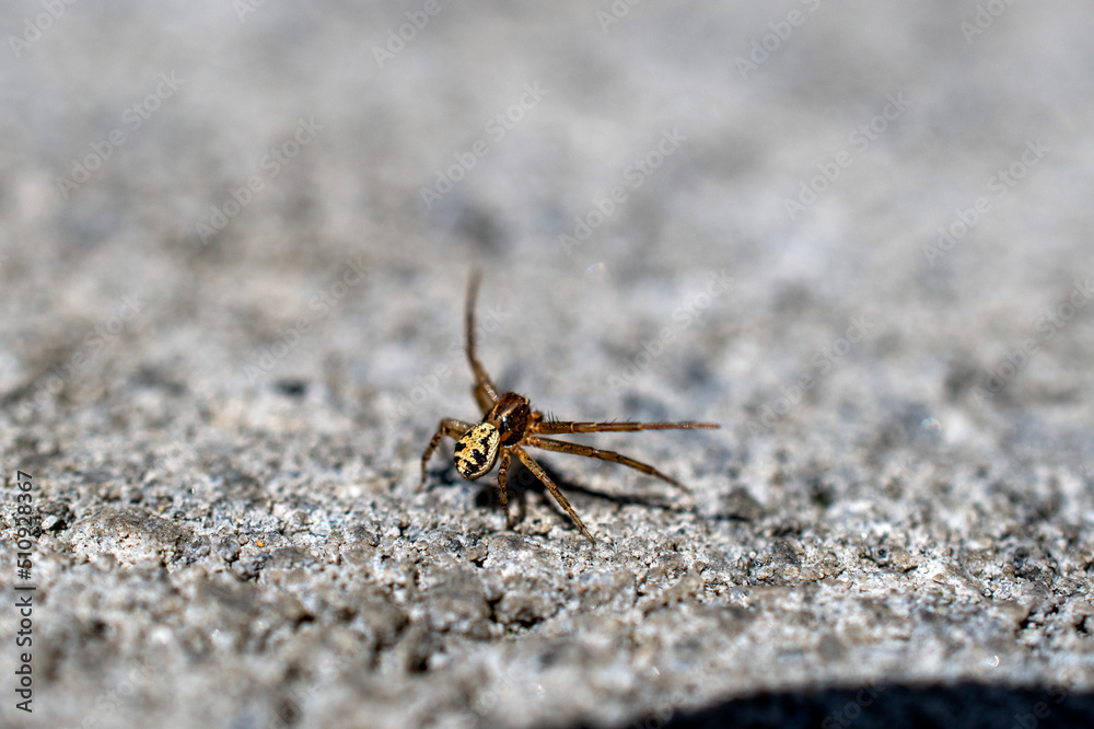 little spider on concrete 
