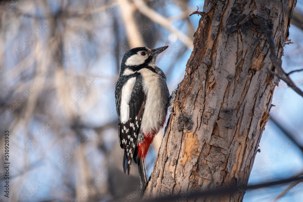 Little woodpecker sits on a tree trunk. The great spotted woodpecker, Dendrocopos major