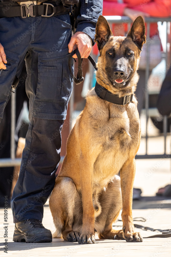 German shepherd police dog while patrolling the city streets. Police dog. German shepherd police dog while patrolling the city streets. Police dog.
