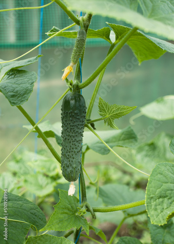 cucumbers in the garden