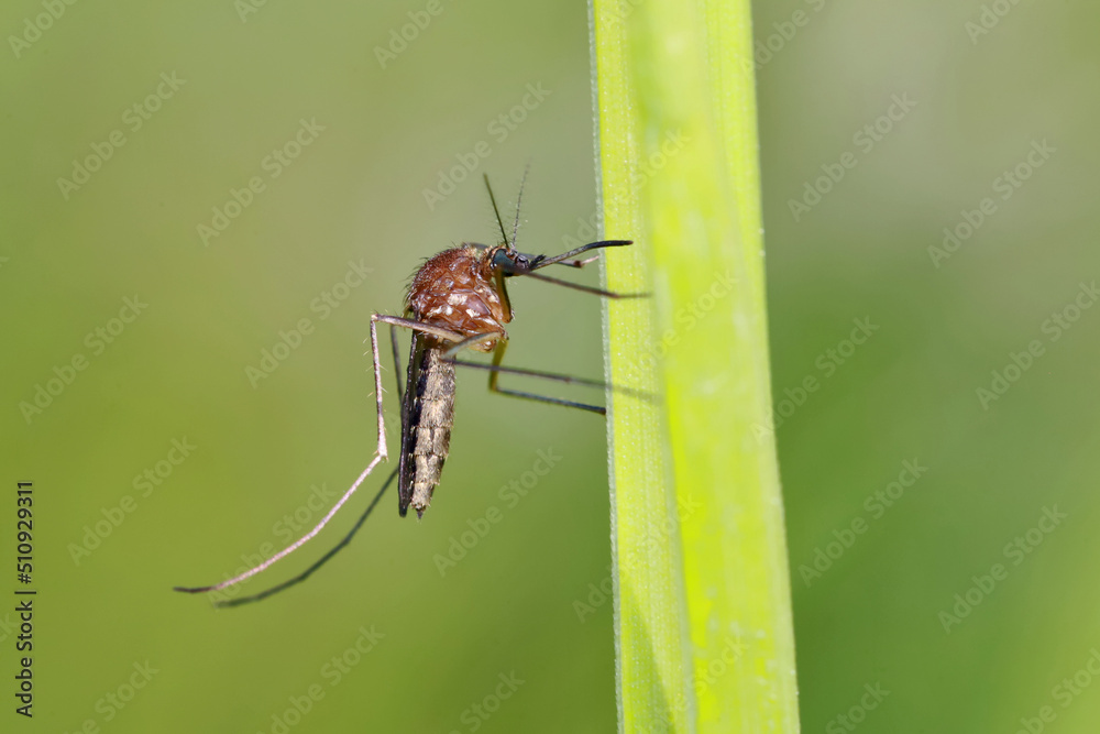 Fototapeta premium A mosquito is resting on a green leaf of grass. Male and female mosquitoes feed on nectar and plant juices, but females can suck animal blood. 