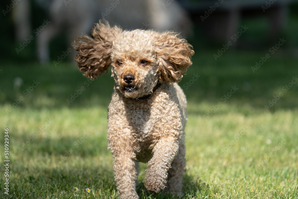 Dog running in the field