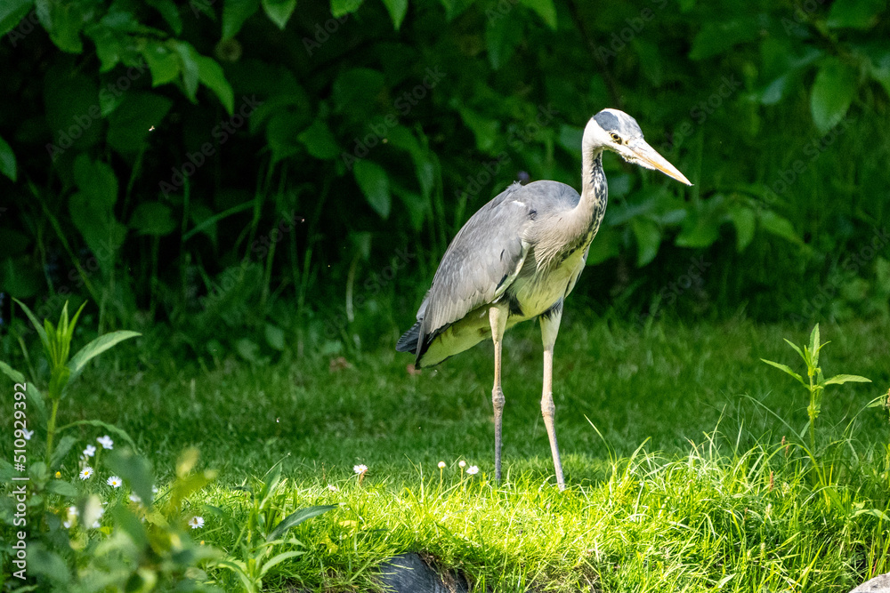 Naklejka premium great blue heron
