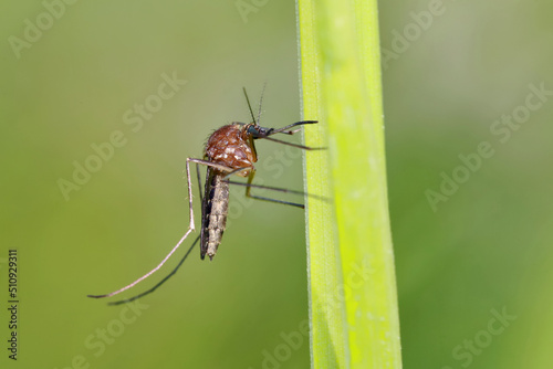 A mosquito is resting on a green leaf of grass.  Male and female mosquitoes feed on nectar and plant juices, but females can suck animal blood.  © achkin