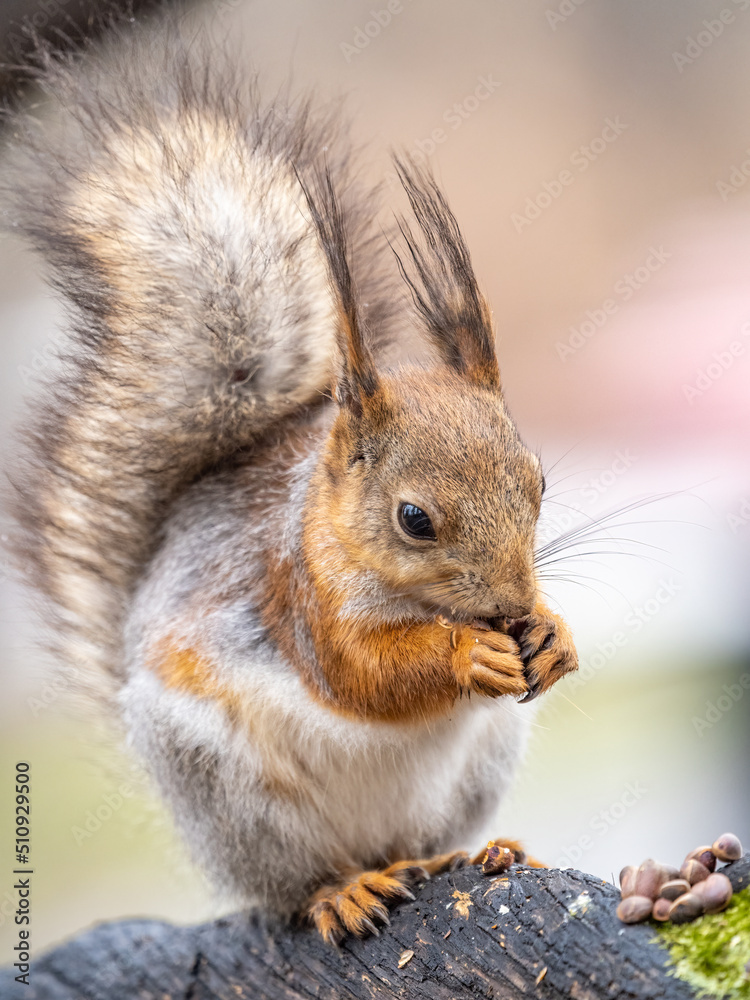 Fototapeta premium The squirrel with nut sits on a branches in the spring or summer.