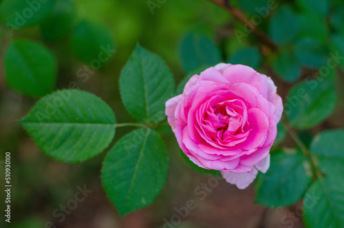 pink rose