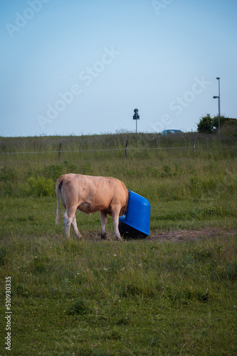Brown cow sticking head into blue plastic container in pasture in Skåne Sweden