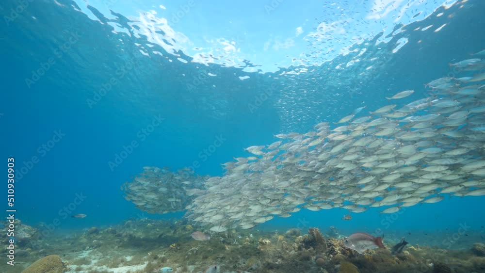 4K 120 fps Super Slow Motion Seascape with Bait Ball, School of Fish in the coral reef of the Caribbean Sea, Curacao 4K 120 fps Super Slow Motion Seascape with Bait Ball, School of Fish in the coral reef of the Caribbean Sea, Curacao