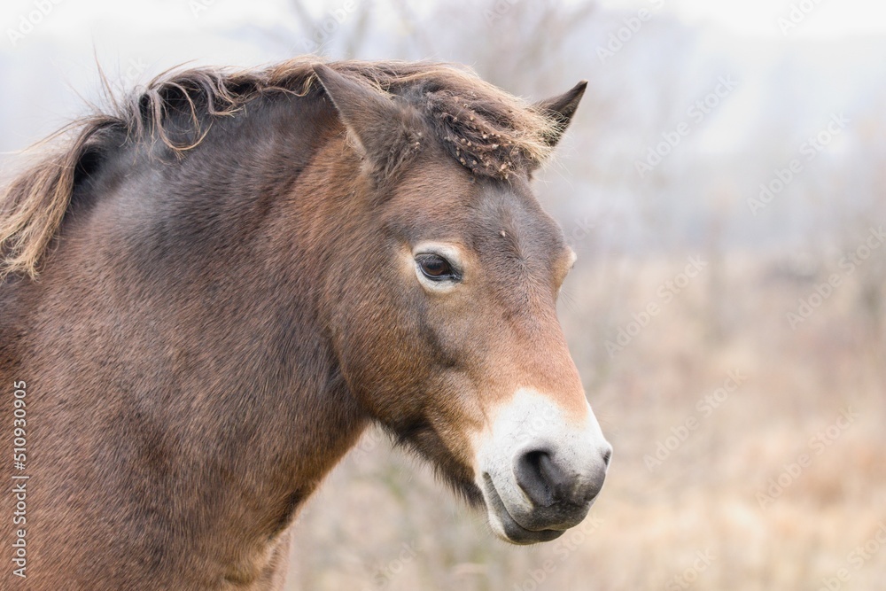 Fototapeta premium Exmoor pony