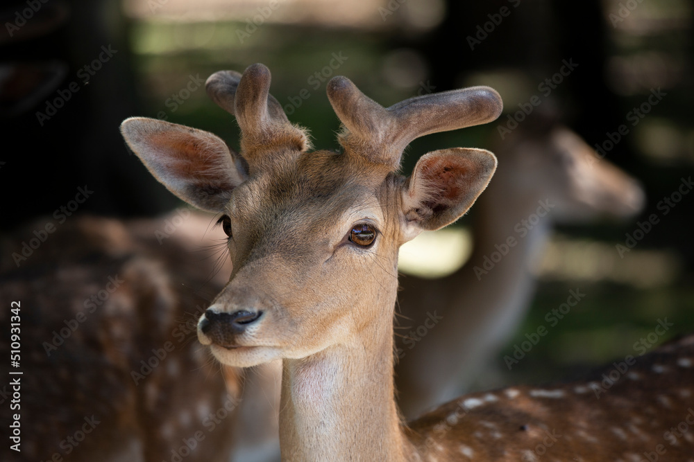 Sikahirsch (Edelwild) schaut in die Kamera