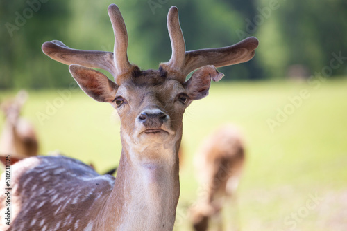 Hirsch (Sikawild) schaut in die Kamera