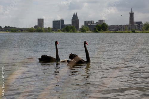 Trauerschwan-Pärchen auf der Maas in Roermond, Schilf im Vordergrund