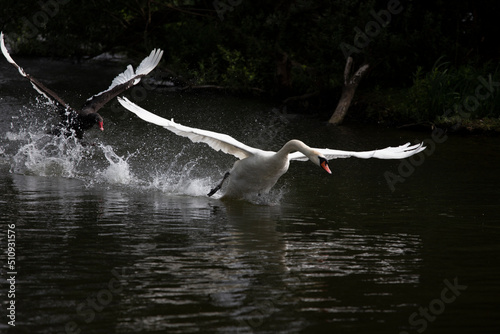 Trauerschwan verfolgt Schwan an der Maas