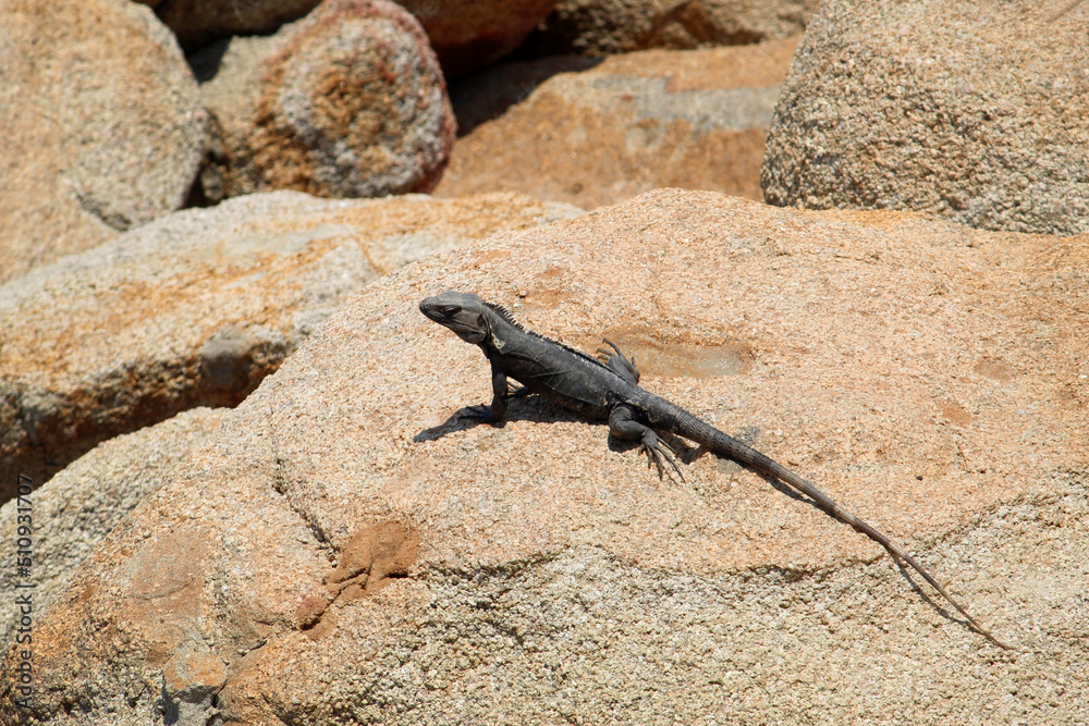 black iguana looking for warmth on the rock black iguana looking for warmth on the rock