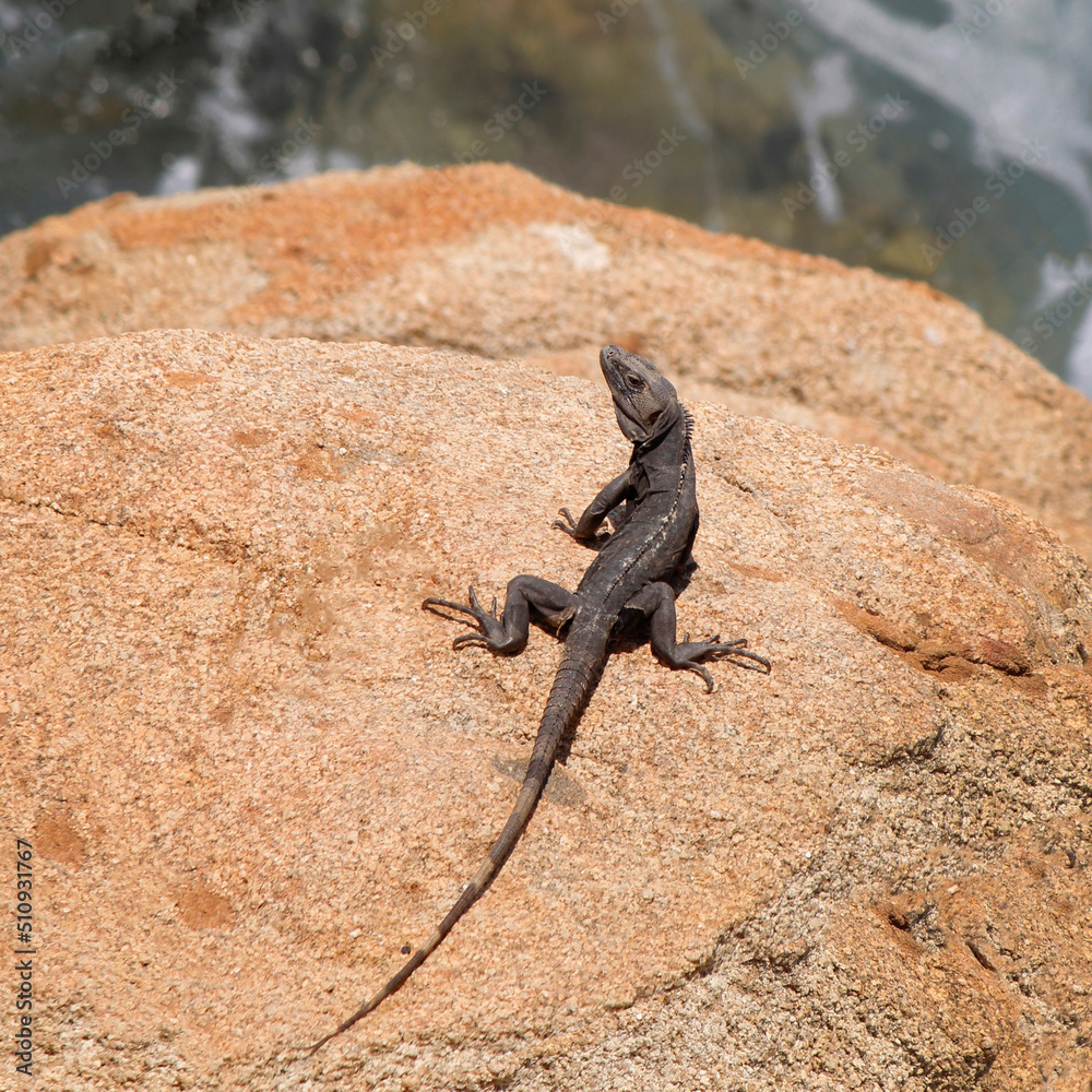 black iguana looking for warmth on the rock black iguana looking for warmth on the rock
