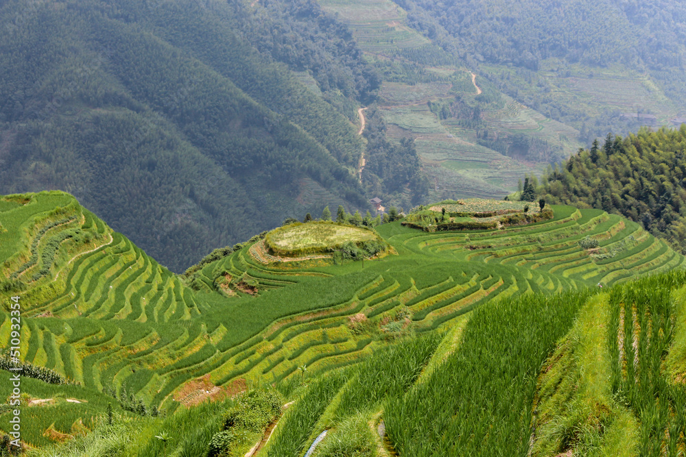 Panoramic landscape photography of the Longji Rice Terraces located in Longsheng County, near Guilin, Guangxi, China.