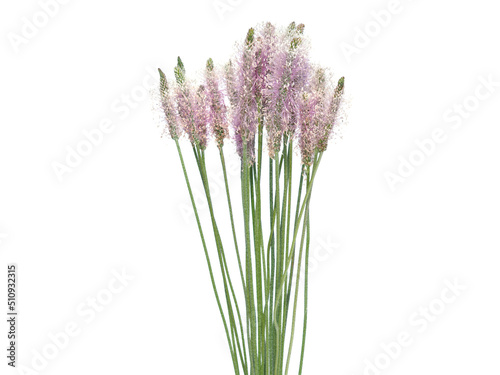 Bouquet of hoary plantain flowers isolated on white