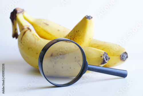 Yellow fresh bananas and a magnifying glass on a light background. Checking the ripeness of fruits. Quality examination and research of bananas. Pre-sale preparation. Selective focus. photo