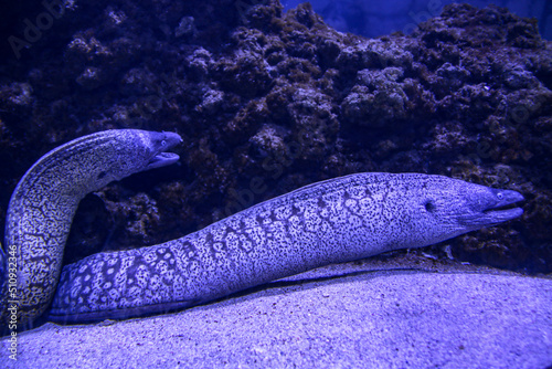 Fototapeta Naklejka Na Ścianę i Meble -  dangerous morena in a large aquarium