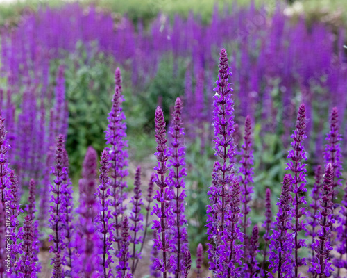 lavender field in region