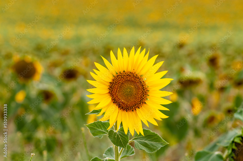 Horizontal photograph of sunflowers in spring as wallpaper