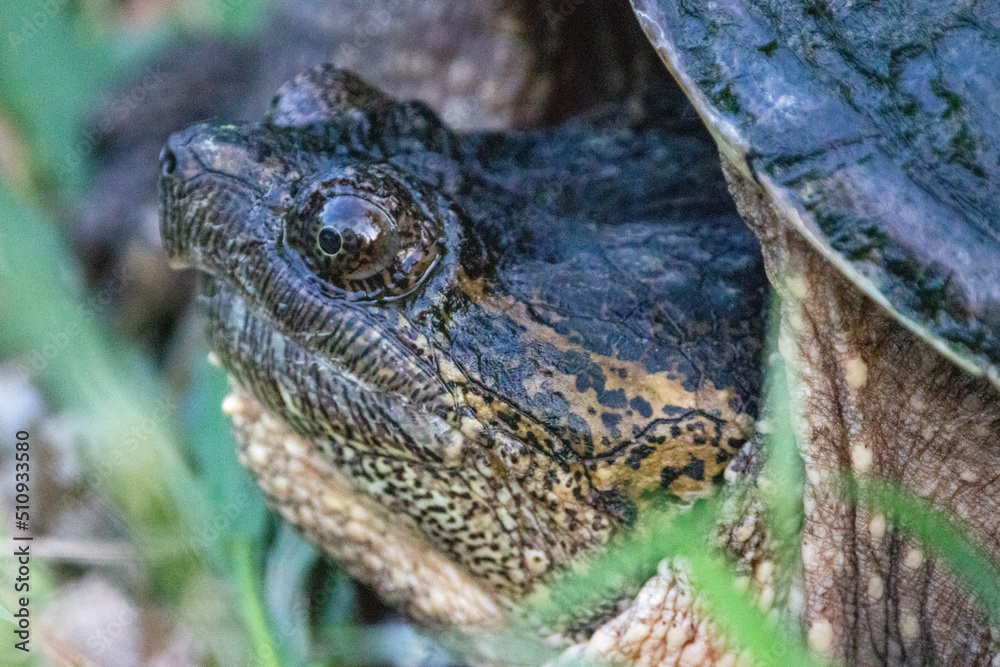 Obraz premium close up of a toad