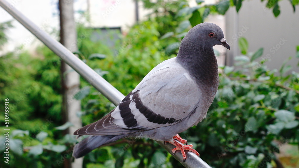 Obraz premium A blue-gray wild dove on a metal pipe