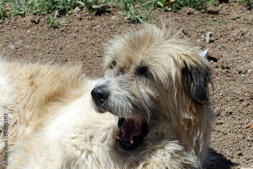 very cute Silky Terrier fluffy stray dog with his tongue sticking out,