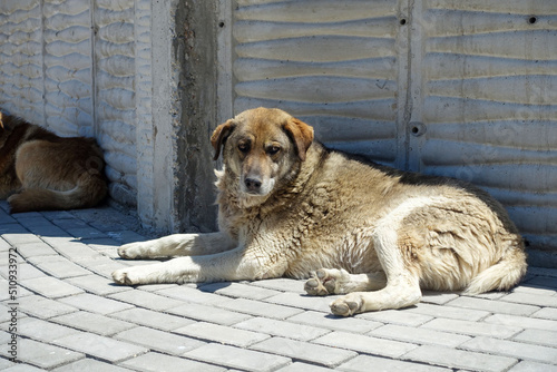 stray dogs lying on street pavements, tired dog breathing fast,