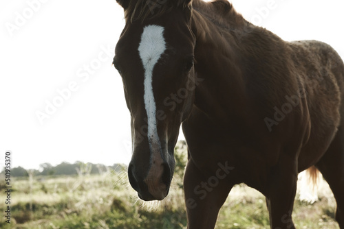 Filly foal horse in Texas ranch landscape field during summer. © ccestep8