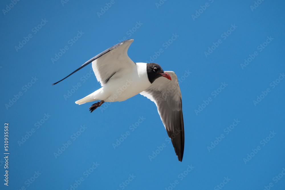 Fototapeta premium Laughing Gull in flight in blue sky.