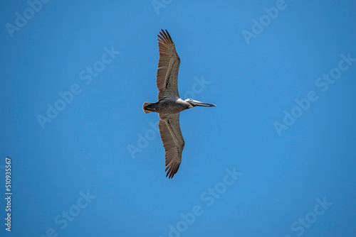 Brown Pelican in flight, showing full wingspan.