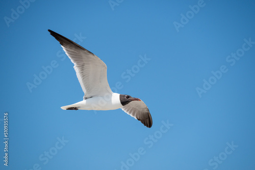 Laughing Gull in flight  fully extended wings.