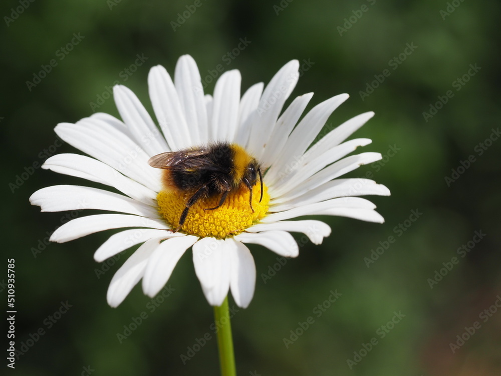 Wiesenhummel