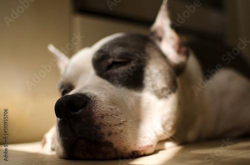The dog sleeps on the floor under the rays of the sun