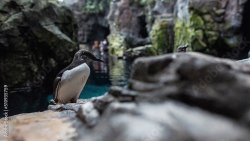 Beautiful penguin with a white breast stands on a rock near the water. Oceanarium in Lisbon