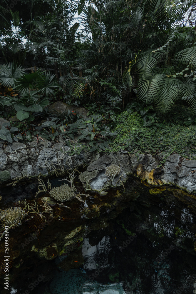 Beautiful exotic forest with palm leaves, plants and a pond. Jungle and ecology Beautiful exotic forest with palm leaves, plants and a pond. Jungle and ecology