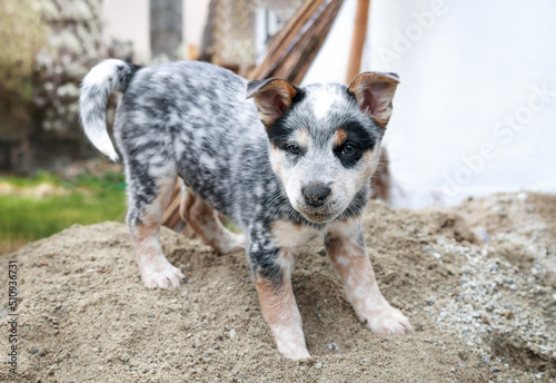 Stampa su tela Puppy standing on sand pile while looking at the camera