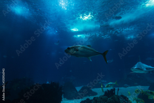 Underwater wildlife with fish. Oceanarium. The sea and underwater views © alones